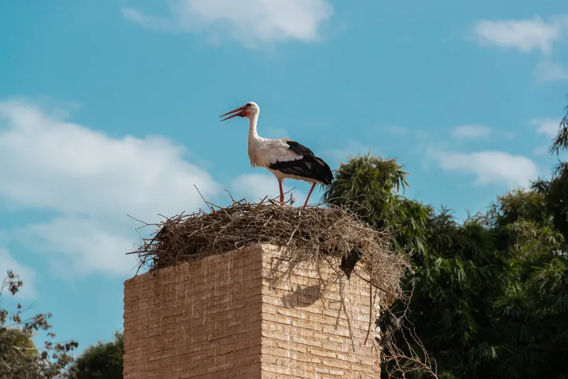 Chellah, Rabat — Hosniart